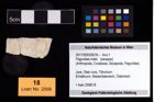 Foto (Objekt + Etikett) von Paguridae indet.  (NHMW-GEO-2017-0093-0018)